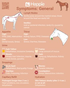 an info sheet describing the different types of horses and how they are used to care for them