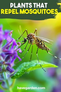 a mosquito with the words plants that repel mosquitoes on it's back