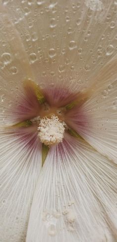 a white flower with drops of water on it