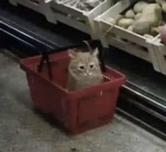 a cat is sitting in a red basket