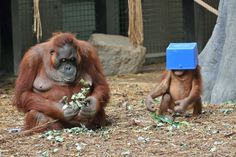 two oranguels sitting on the ground in their habitat with one eating something