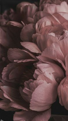 large pink flowers are shown in this close up photo