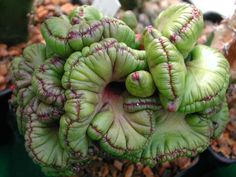 a close up of a plant in a pot