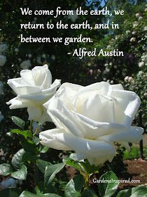 two white roses with the quote we come from the earth, we return to the earth and in between we garden - alfredo austin