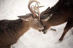 two deer standing next to each other with their heads touching foreheads together in the snow