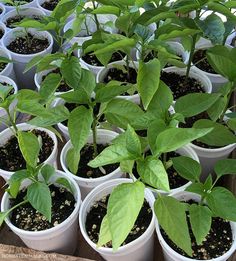 several potted plants with green leaves in them