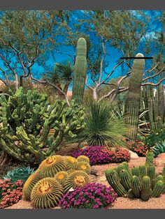 the cactus garden is full of colorful flowers and cacti, including green plants