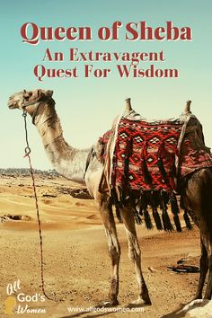 a camel in the desert with text that reads, queen of sheba an extravagant quest for