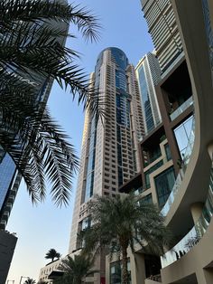 tall buildings with palm trees in front of them