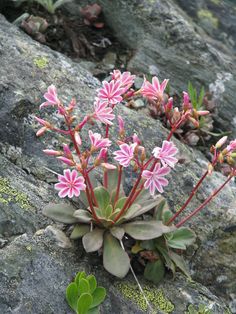 some pink flowers are growing out of the rocks