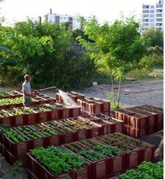 a man watering his garden in the middle of several rows of raised beds filled with lettuce