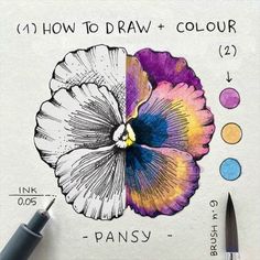 an image of how to draw and color pansy