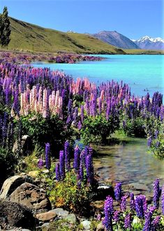 wildflowers are blooming along the shore of a lake with mountains in the background