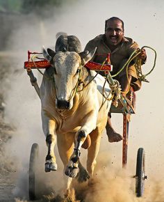 a man riding on the back of a white bull