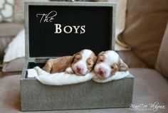 two puppies are sleeping in a box on a couch with the words the boys written on it