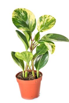 a potted plant with green leaves and dirt in it's bottom half, on a white background