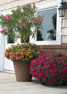 two large potted plants sitting on the side of a house