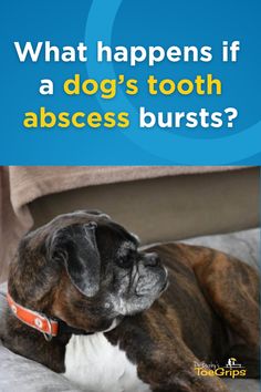 a brown and white dog laying on top of a bed with the caption what happens if a dog's tooth absces bursts?