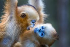 two monkeys are playing with each other in the tree top area, one is blue and the other is white