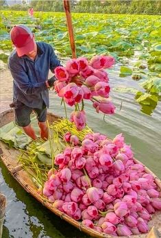 a man in a boat filled with pink flowers