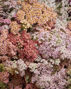 many different colored flowers are grouped together