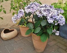 two potted plants sitting on the ground next to each other with purple flowers in them