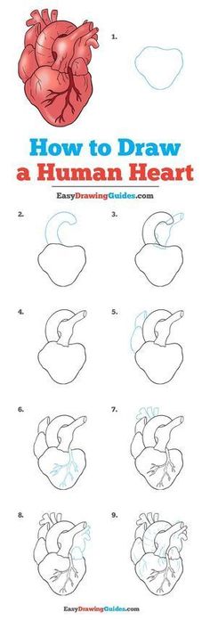 how to draw a human heart for children and adults with easy step by step instructions