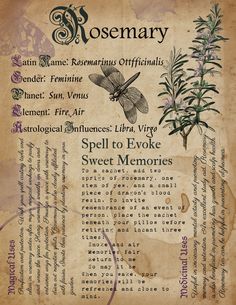 Herb Correspondences, Spell Ideas, Plant Meanings, Lavender Witch, Witch's Garden, Book Of Shadows Pages, Witchcraft Herbs, Grimoire Pages