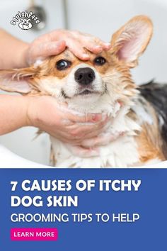 a person washing a dog in a bathtub with the caption, 7 cause of itchy dog skin grooming tips to help