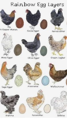 a poster with different types of chickens and eggs