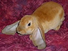 a stuffed rabbit sitting on top of a purple blanket