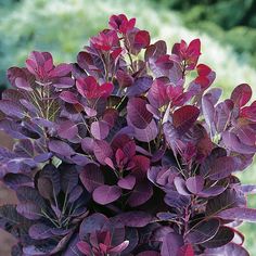 purple leaves are growing in a pot outside