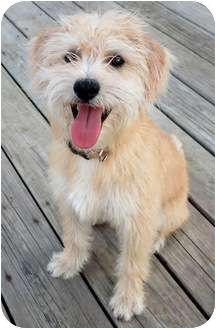 a small white dog sitting on top of a wooden deck with its tongue hanging out