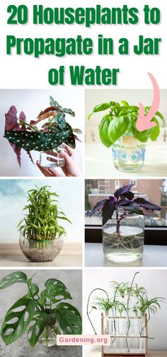 various houseplants to propagate in a jar of water with text overlay that reads 20 houseplants to propagate in a jar of water