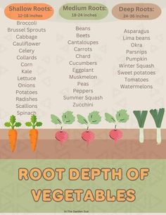 the root depth of vegetables and how to use them in your garden info poster, gardening tips