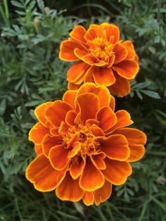 two orange flowers with green leaves in the background