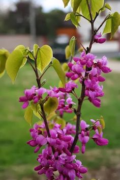 purple flowers are blooming on the tree in front of a building and green grass