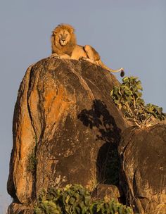 a lion sitting on top of a large rock