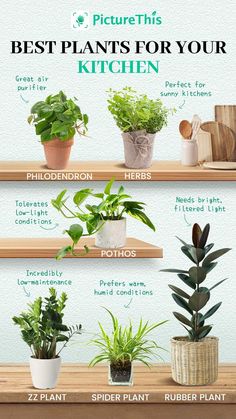 the best plants for your kitchen are in pots and on top of each other,