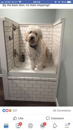 a dog is sitting in the bathtub