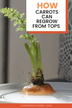 carrots growing on top of a plate with text overlay that reads how carrots can regrow from tops