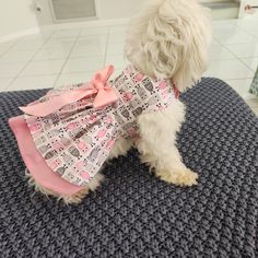 a small white dog wearing a pink dress