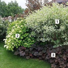 some plants that have numbers on them in front of the bushes and shrubs are shown