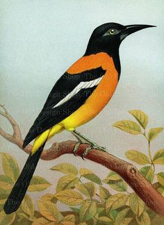 an orange and black bird sitting on top of a tree branch