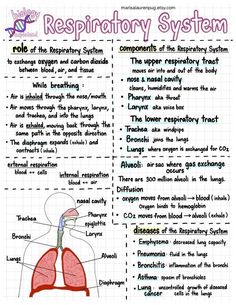 a diagram showing the anatomy of the human body and how it works for kids to learn