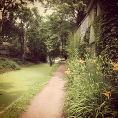 a dirt path that is next to some water and trees with green leaves on it