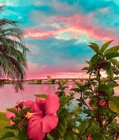 pink flowers and palm trees in front of a body of water with a bridge in the background