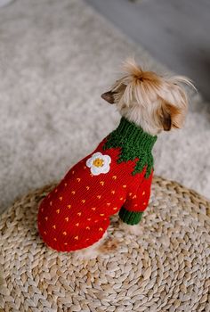 a small dog wearing a knitted strawberry sweater