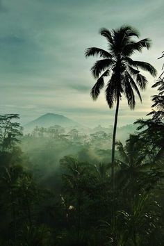 a palm tree in the middle of a forest