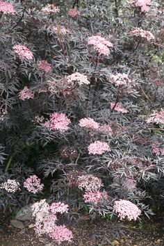 pink flowers blooming on the side of a road in front of some shrubbery